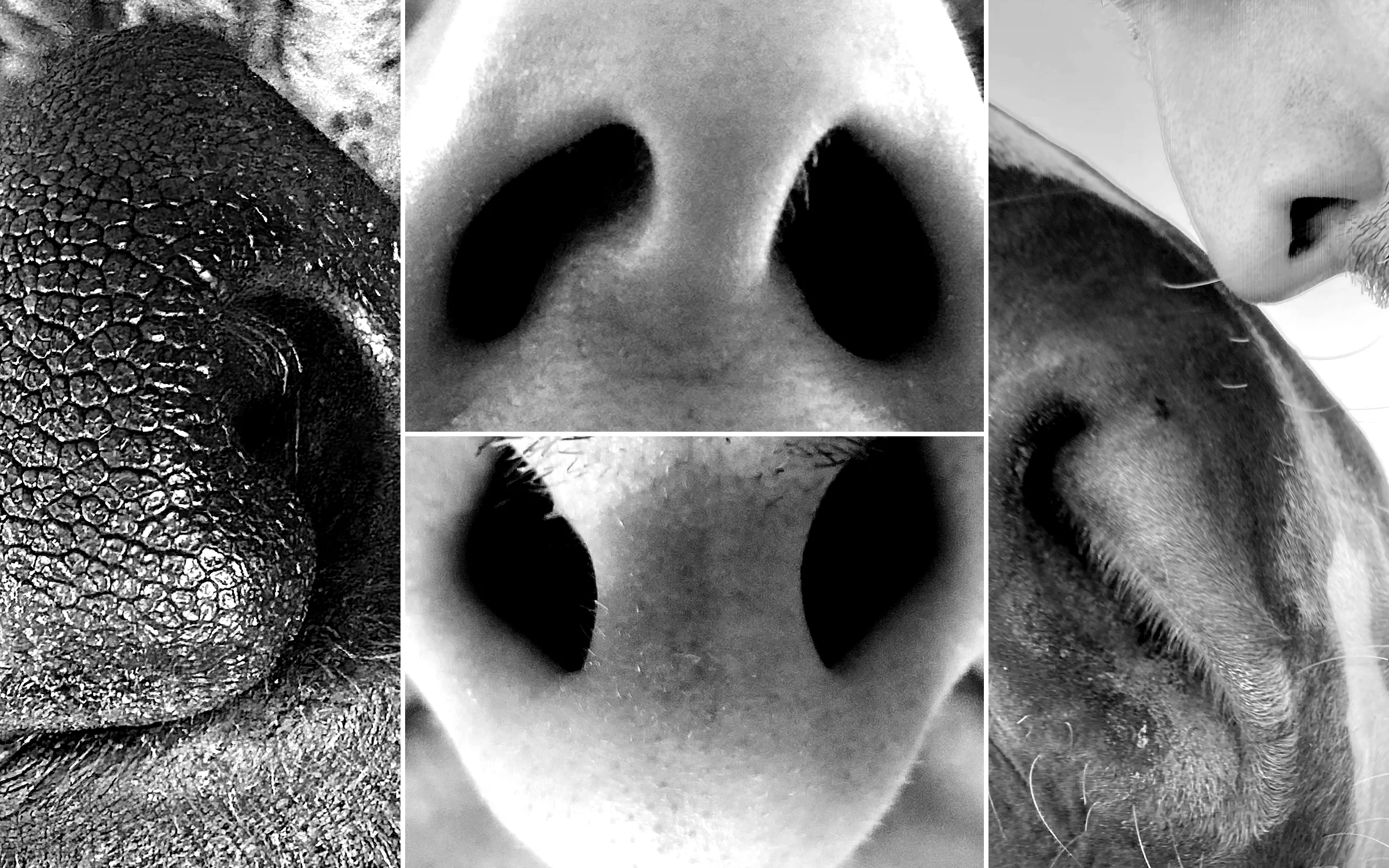 Olfactory Futures Lab split-screen view